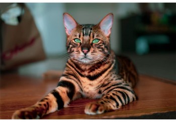 animal 084